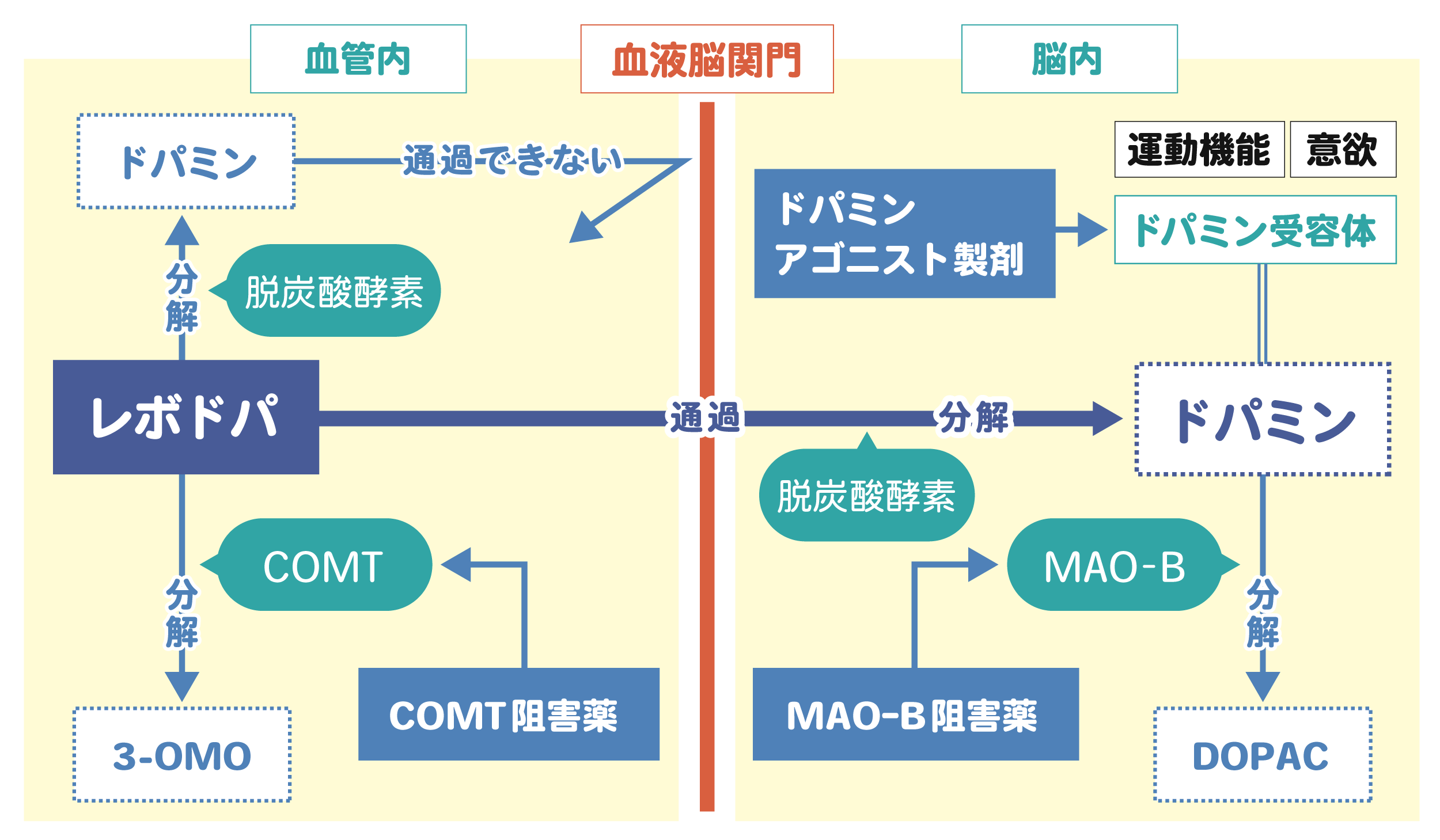 パーキンソン病の治療に使われる各種薬（レポドパ、ドパミンアゴニスト、MAO-B阻害薬、COMT阻害薬）が脳内と血管内でどのように働くかを図解