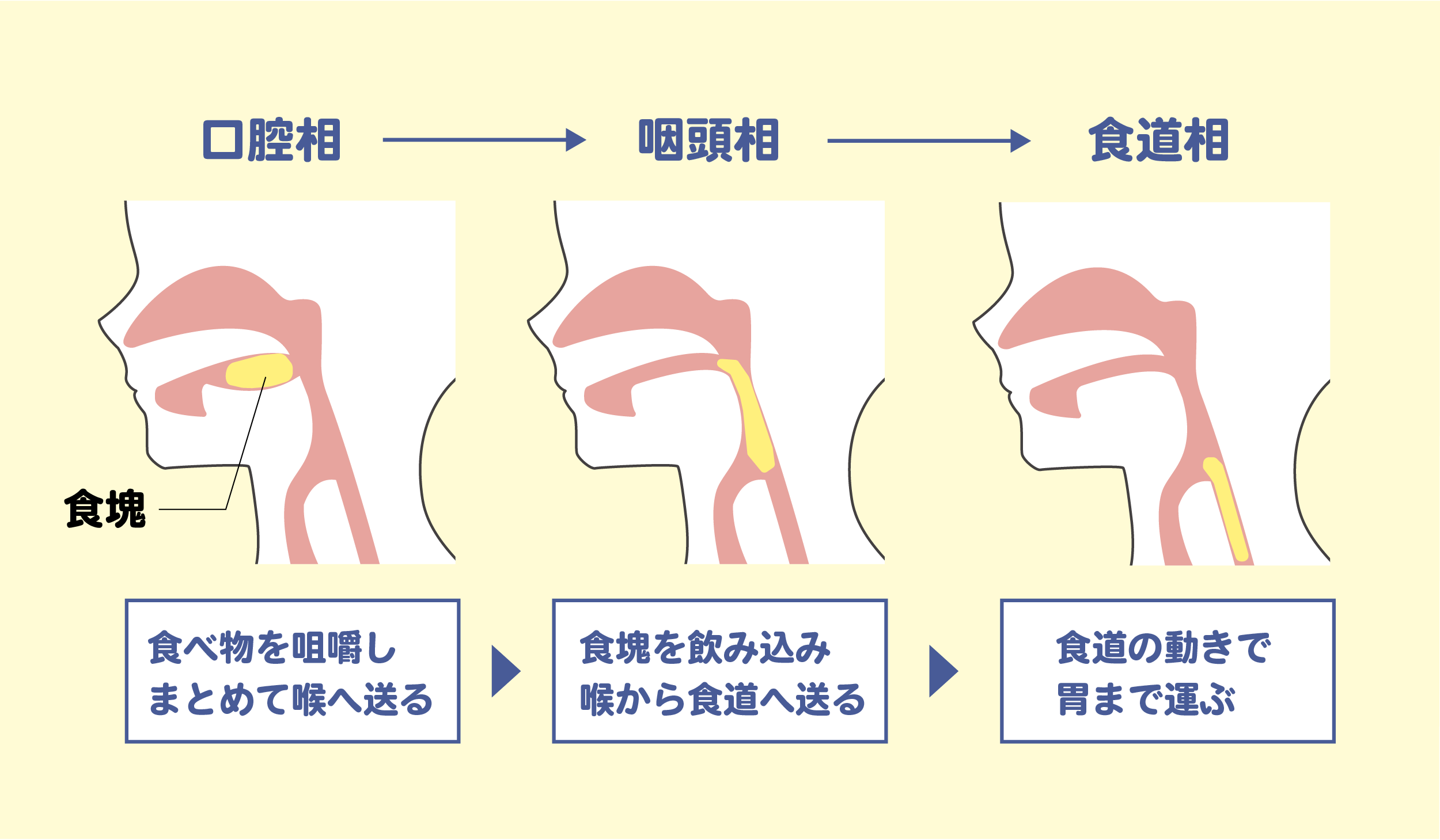嚥下（飲み込み）の仕組（嚥下の段階）