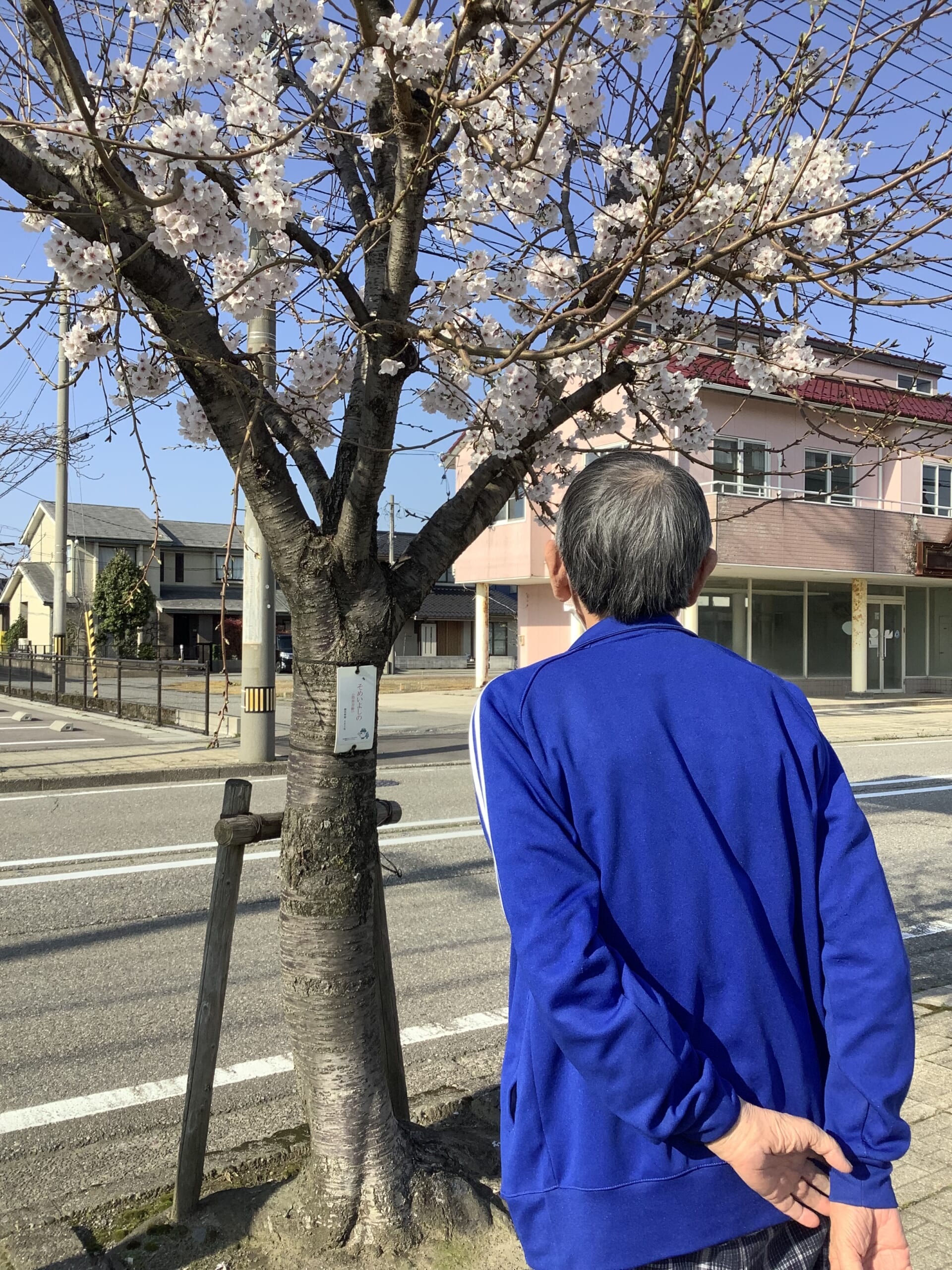 太陽のプリズム博労　🌸春のお散歩🌸