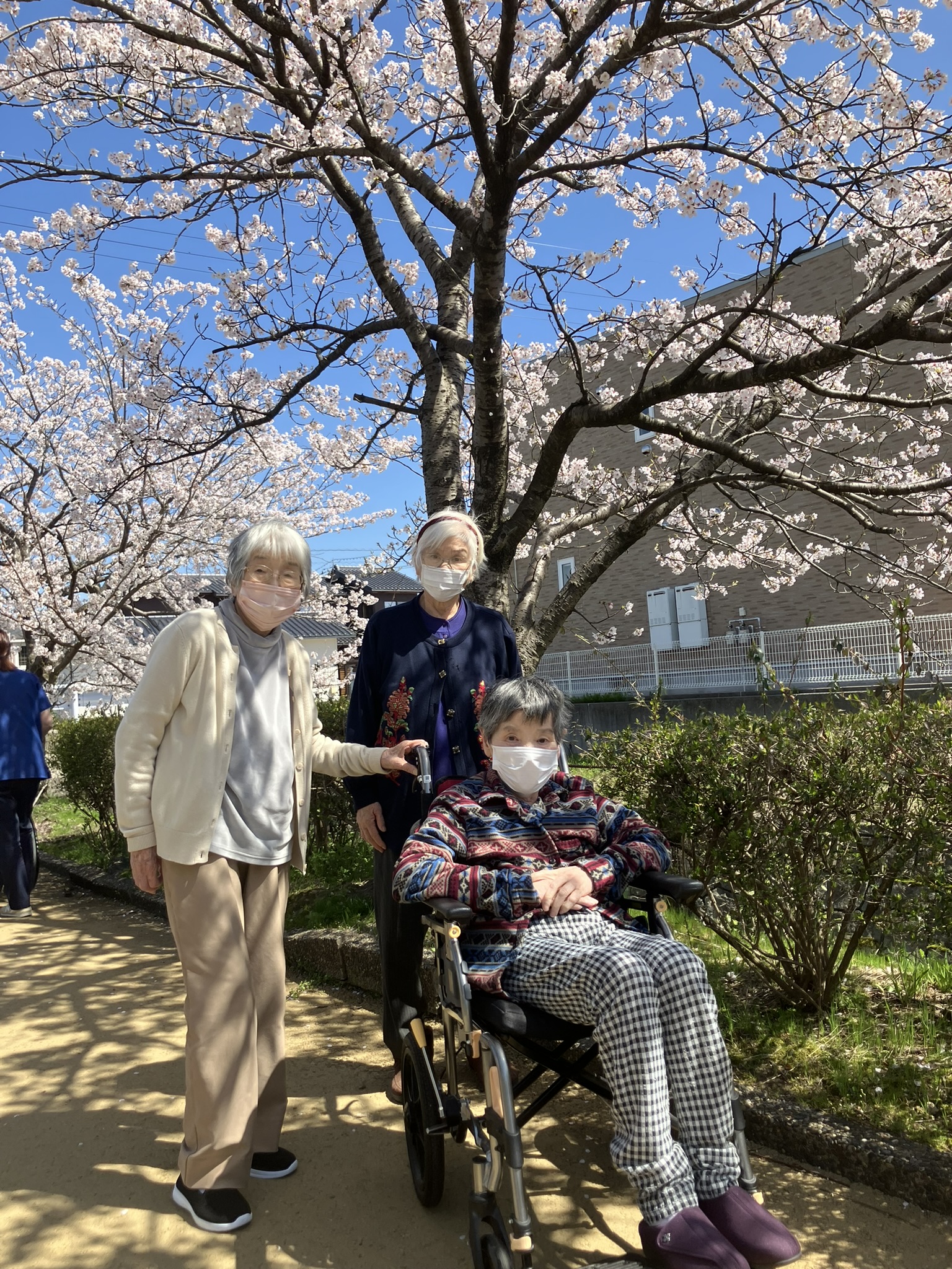 春の季節のお花見ドライブ