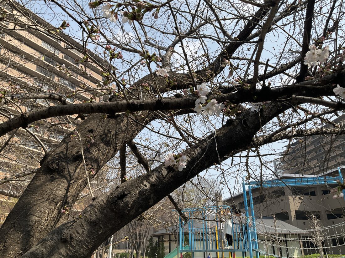春の訪れを感じてー桜の開花を見つけましたー