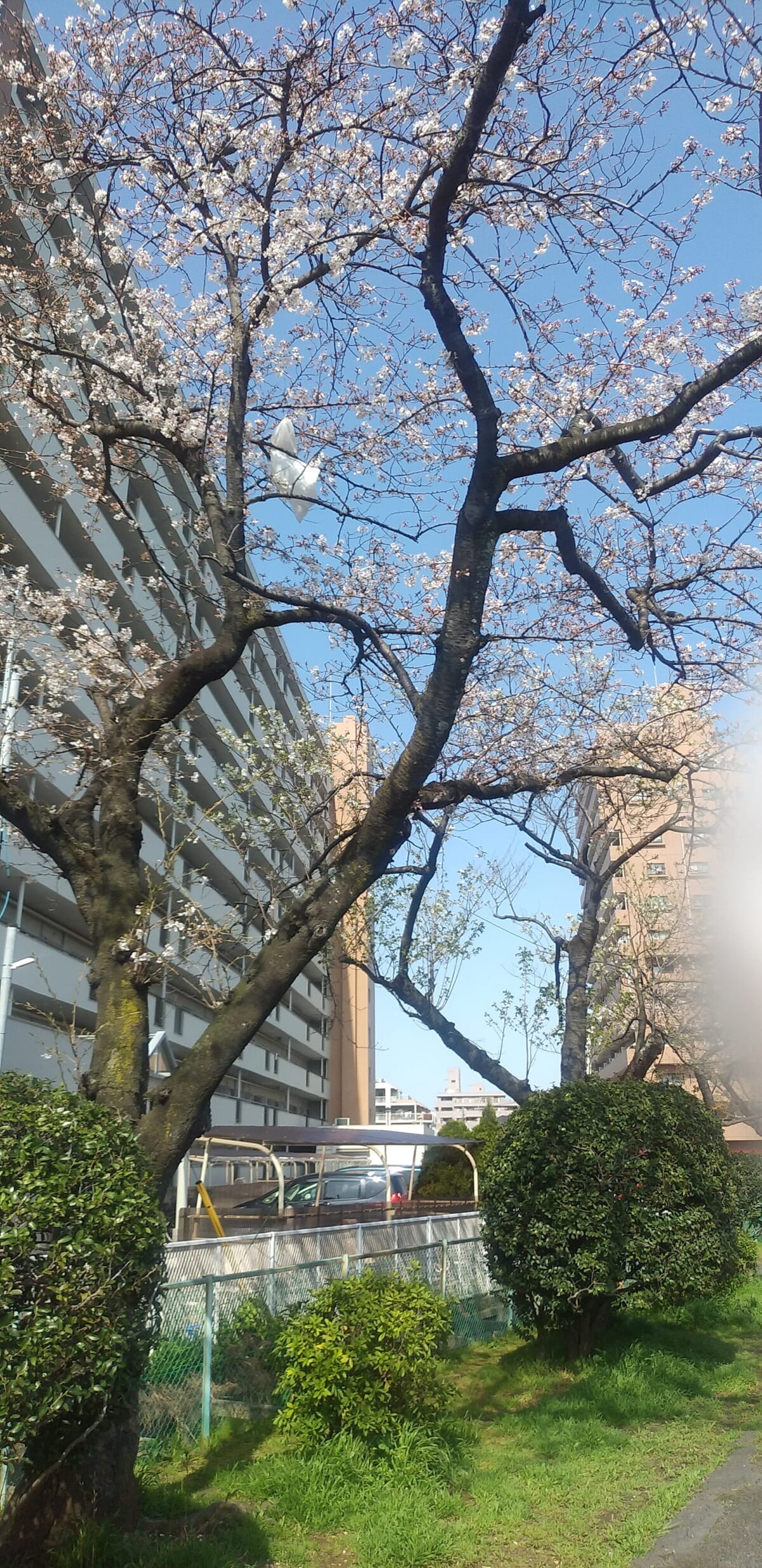 お散歩×お花見
