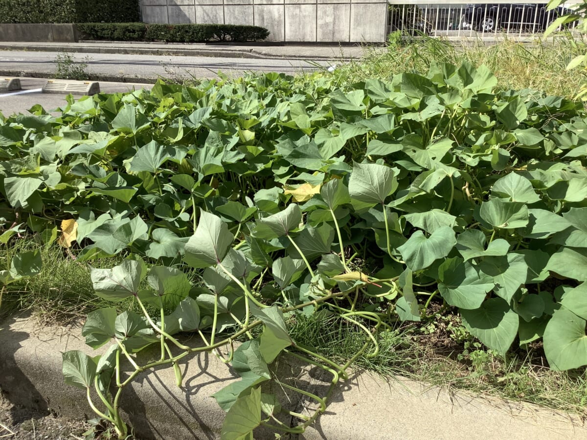 🍠芋煮会計画中🍠