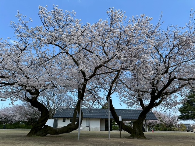 【4/9、4/10  2日間🌸お花見レクレーション🌸】