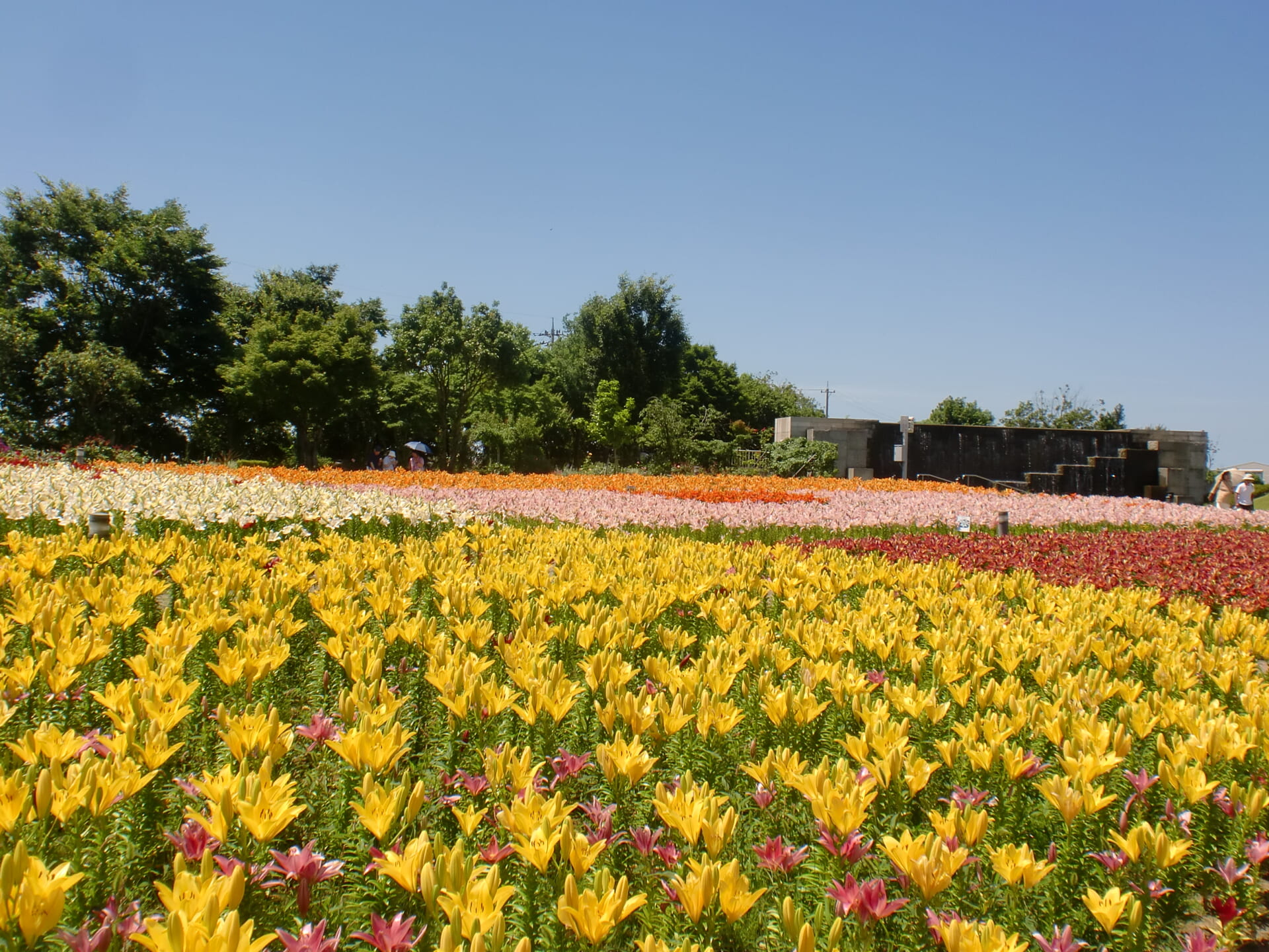 外出イベント②ユリの里公園🌺