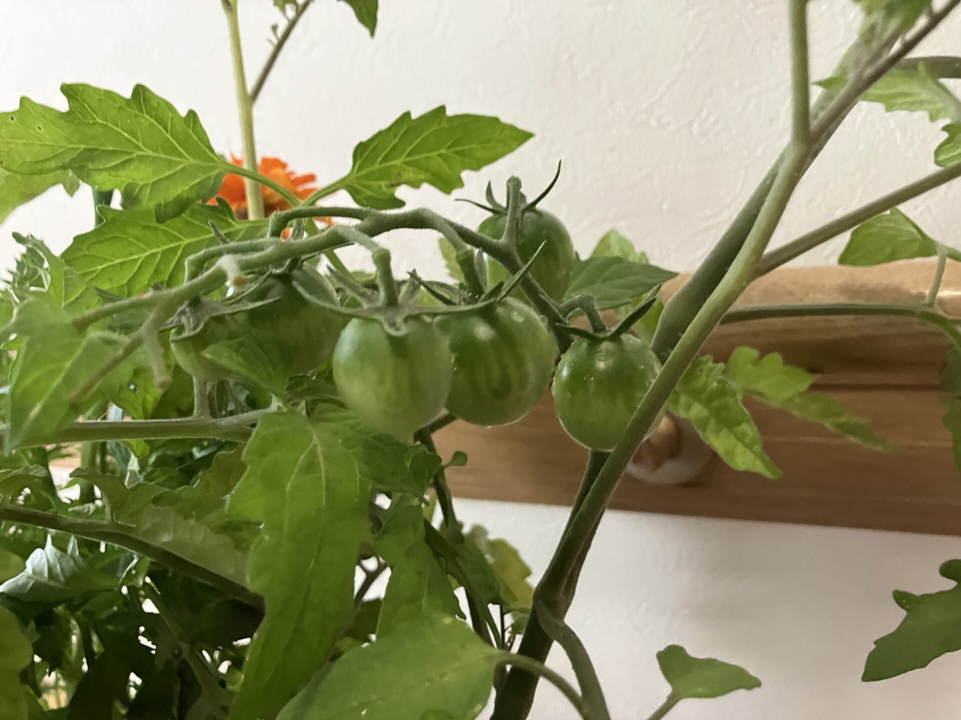夏野菜とお花の買い出し