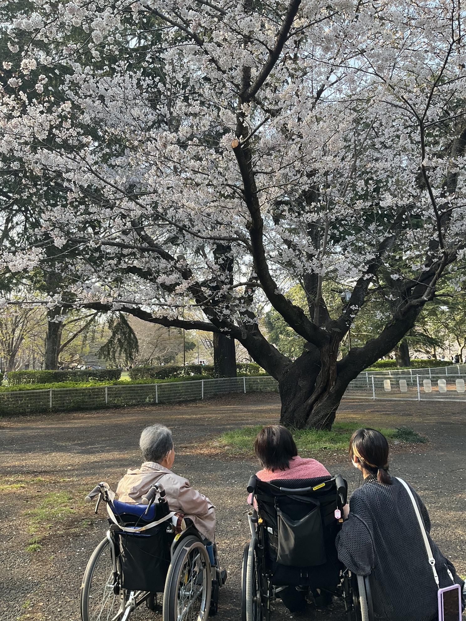 お花見🌸