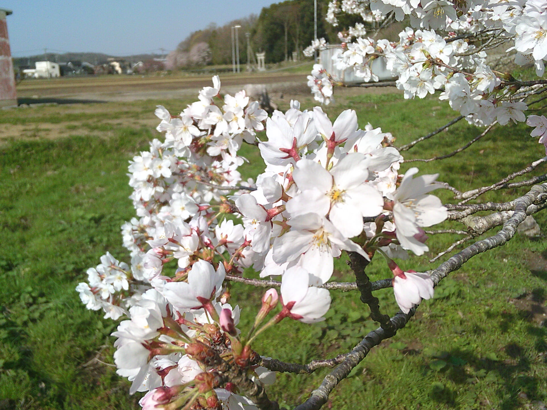桜より団子と言っていたい🍡🌸