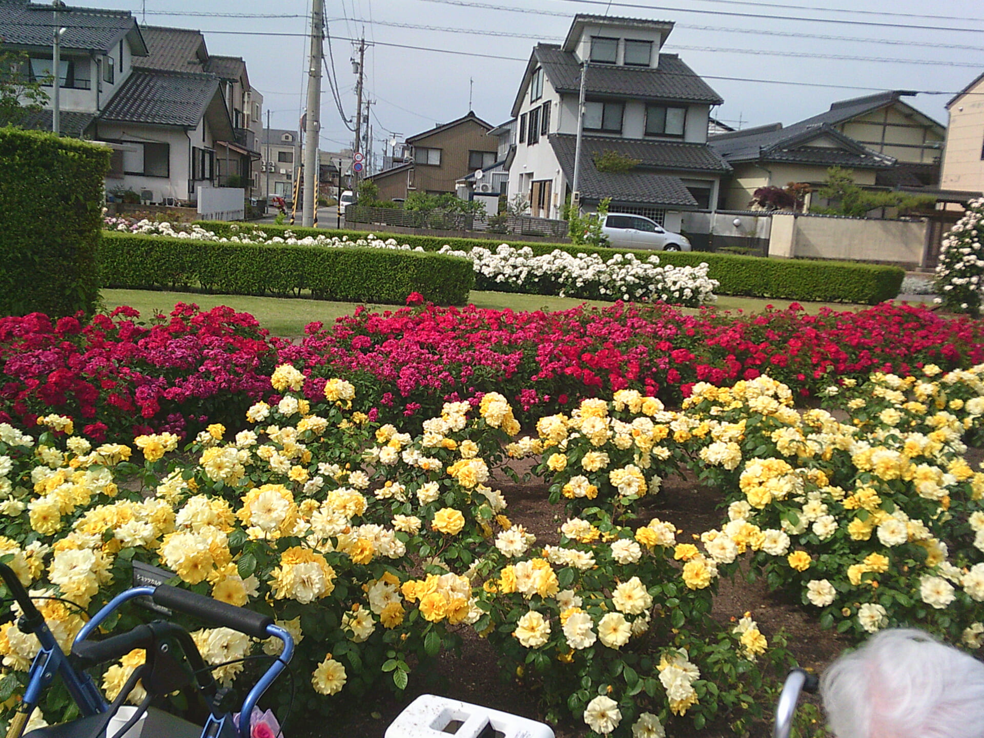 バラ園へおでかけ🌹