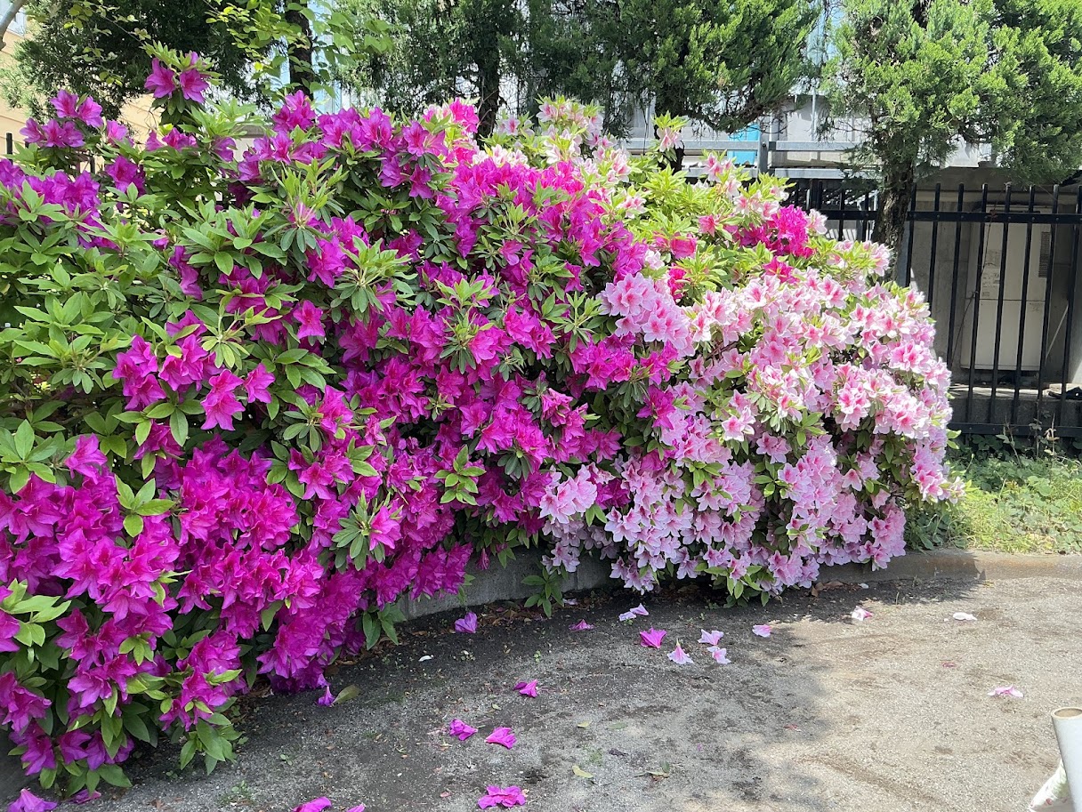 🌺桜だけじゃない春の花🌺