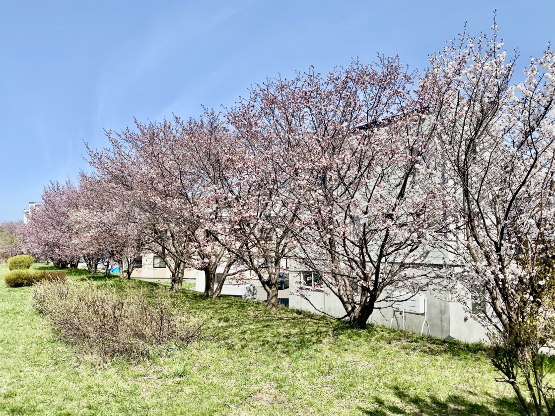 PDハウス西宮の沢*４月の様子🌸