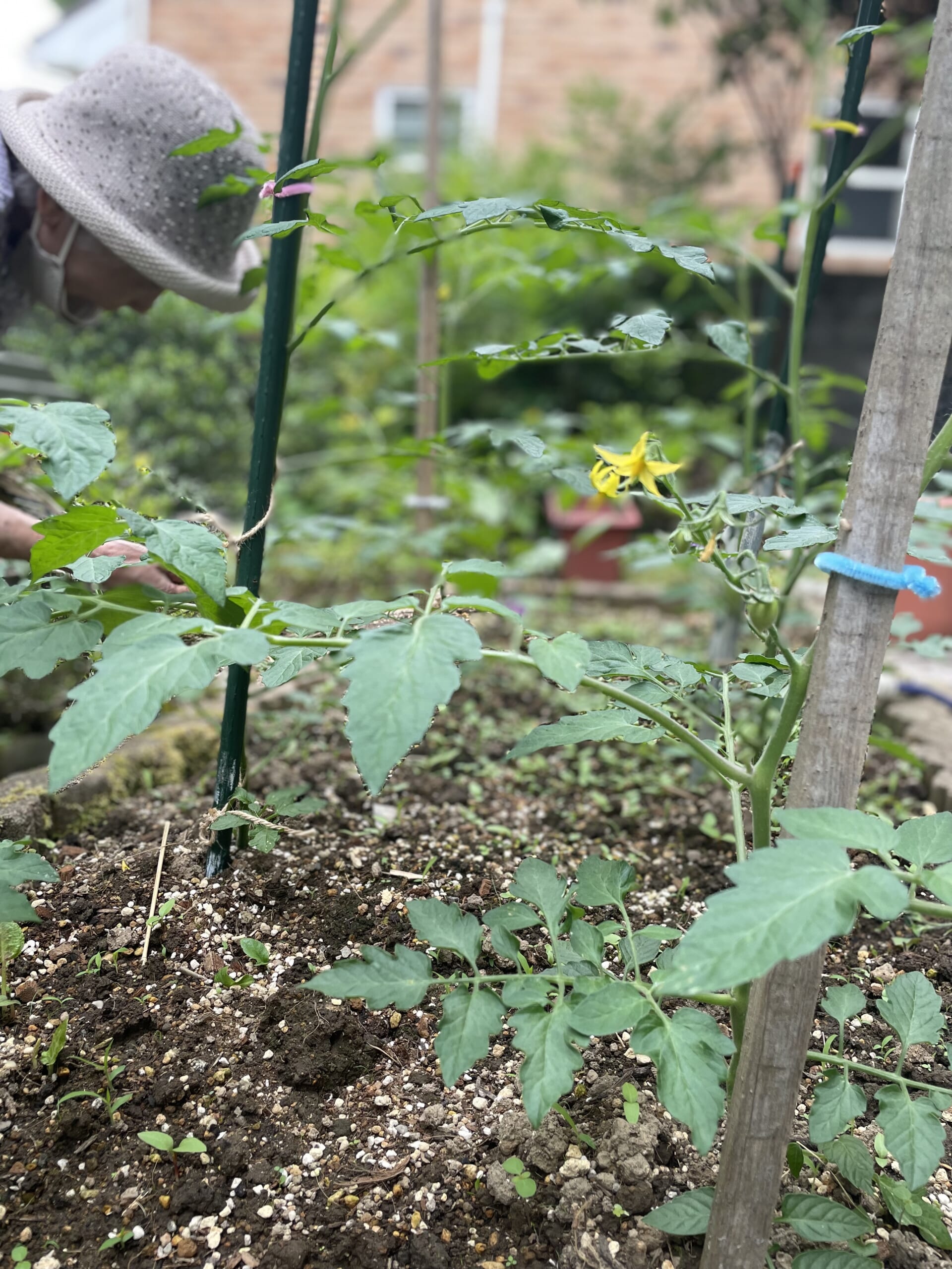 RE:ひだ窪🍅農園